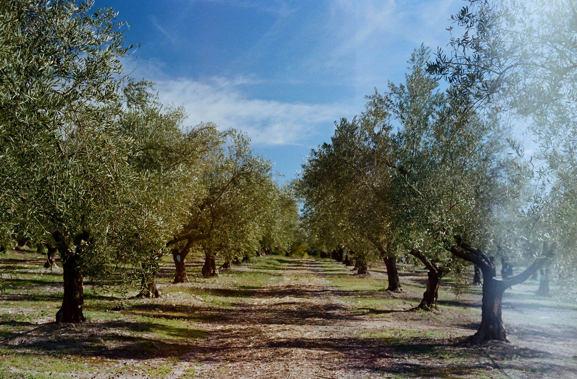 LO DE QUINET - Alicante