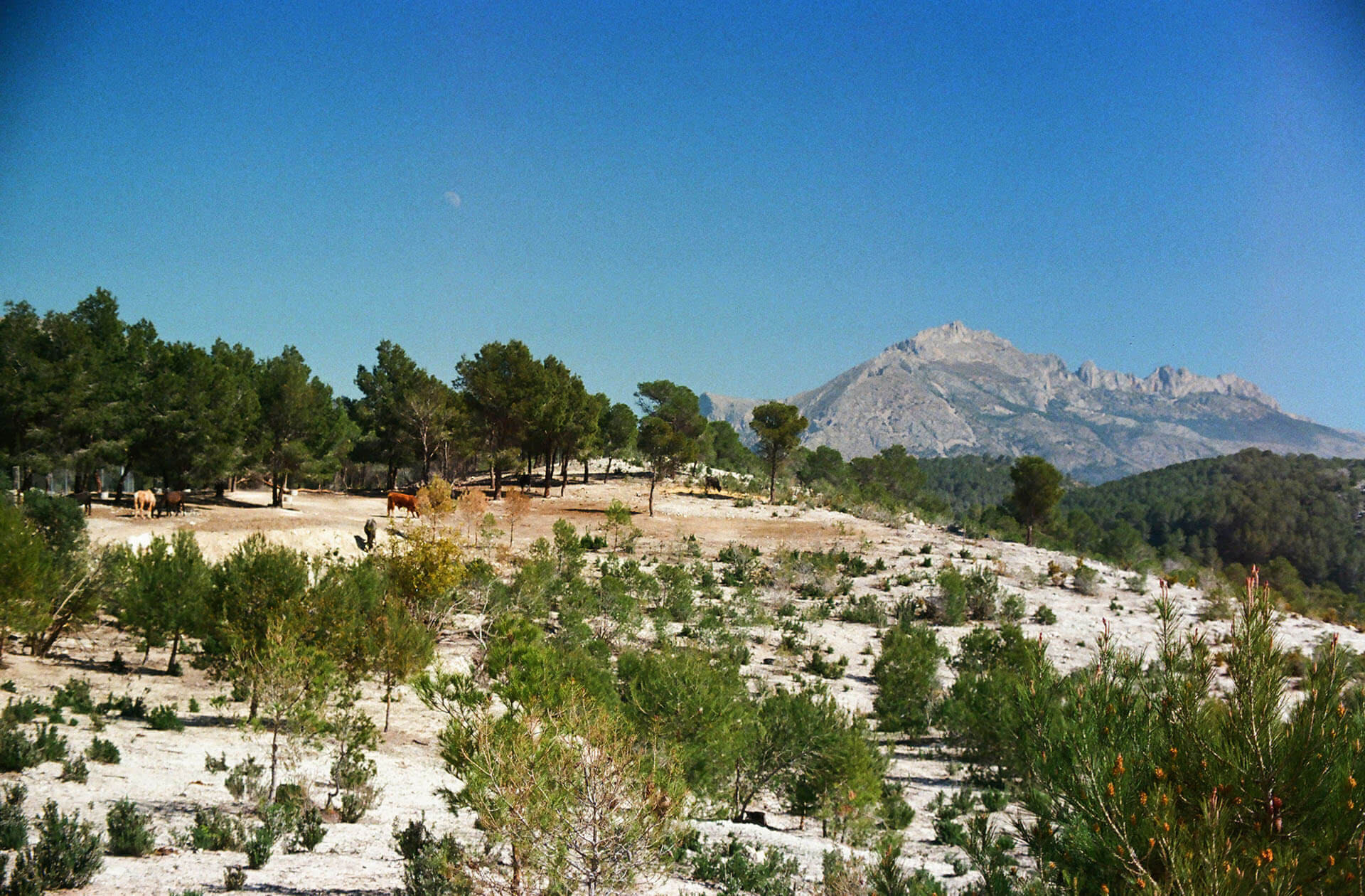 LO DE QUINET - Alicante